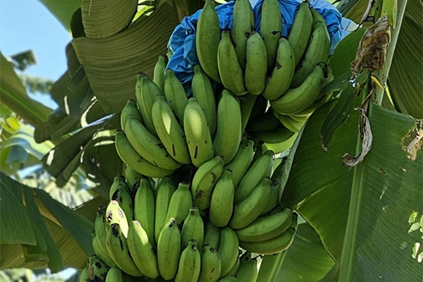 First ratoon results now available