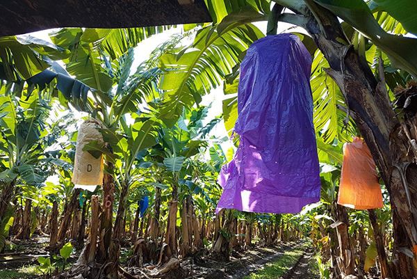 Bunch pest and disease management information