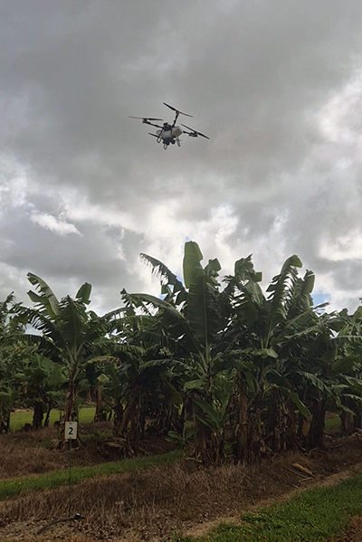 Drone releasing predatory mites (Californicus) in a banana production system