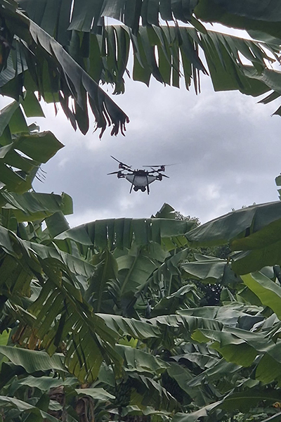Drone releasing predatory mites (Californicus) in a banana production system