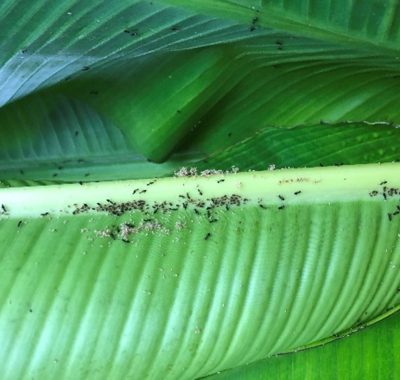 BBTV_Ants and aphids