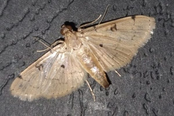 BSM adult moth