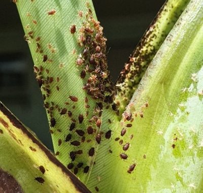 Banana aphids on banana leaf petioles