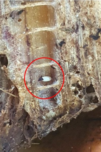 banana weevil borer egg