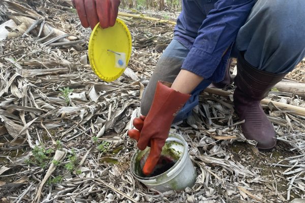 5 litre bucket pitfall trap positioned into the side of the hill