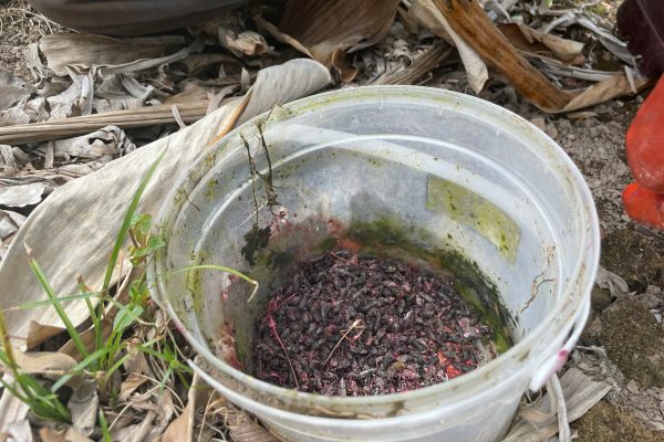 5 litre bucket pitfall trap is highly efficient with hundreds of dead weevils.