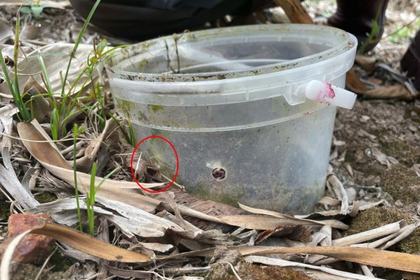 The pitfall trap has holes on the side to allow the weevil to enter. Ensure that soil ramps are built up, and level with the hole, to allow BWB the ability to easily walk into the trap.