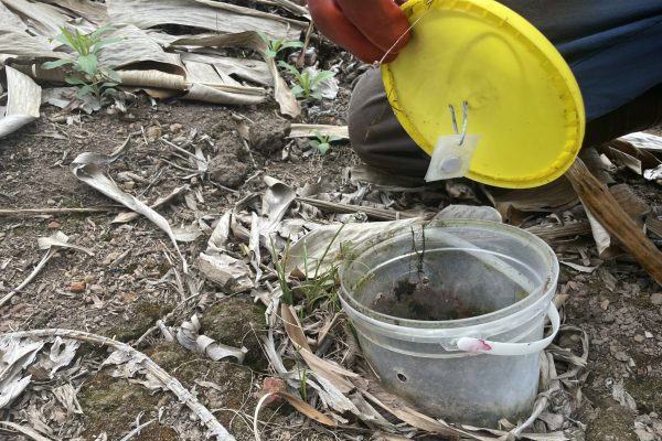 The pheromone lure is attached to the lid where BWB are unable to get to.