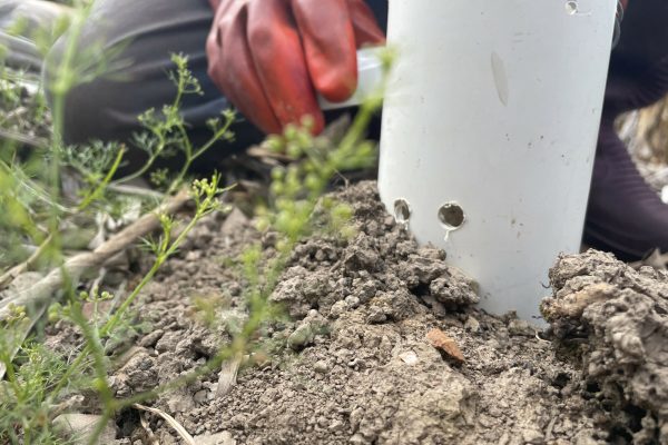 100mm PVC pitfall trap position on hill side with soil ramps which allows BWB to easily walk up and into the trap.