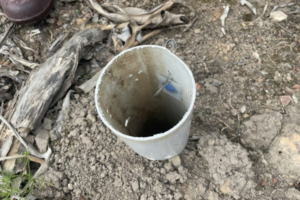 100mm PVC pitfall trap pheromone position. The pheromone lure is placed on the far side of the wall, providing an attractant while weevils fall into the trap below.