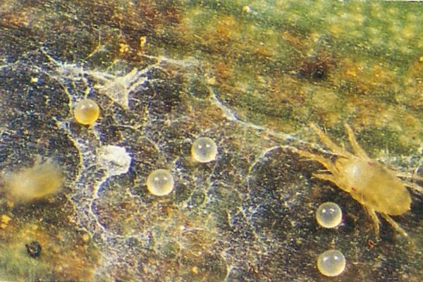 Adult spider mite with eggs
