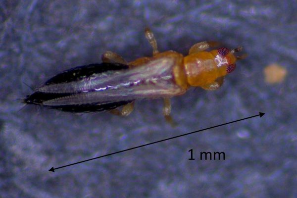 female Flower thrips to scale